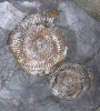 fossils-gallery
