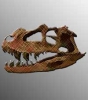 Theropod skull