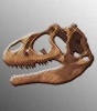 allosaurus skull gray