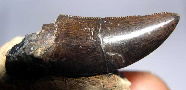 Allosaurus tooth with root material