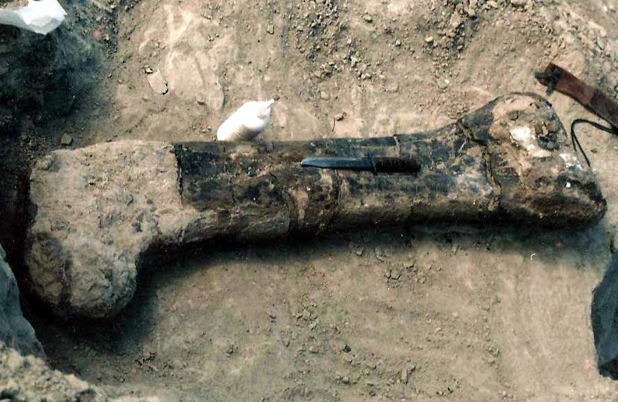 Apatosaurus femur in-ground