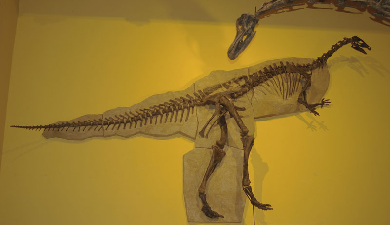 Arky Camptosaurus Sauriermuseum Aathal, Switzerland