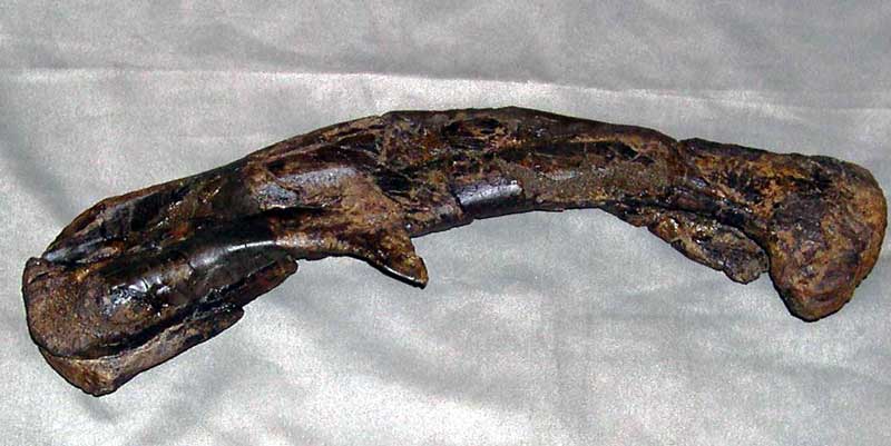 18" Camptosaurus femur