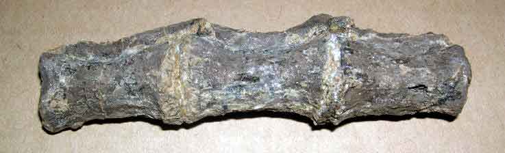articulated Dryosaurus caudal vertebrae