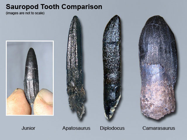 Junior tooth comparison