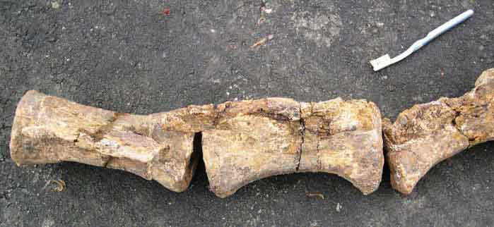 prepped Diplodocus caudal vertebrae