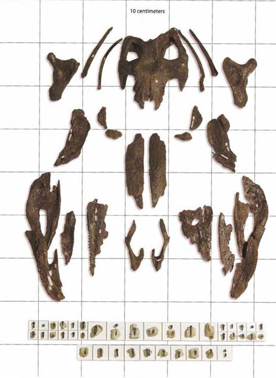 Stegosaurus Sarah Skull and teeth elements