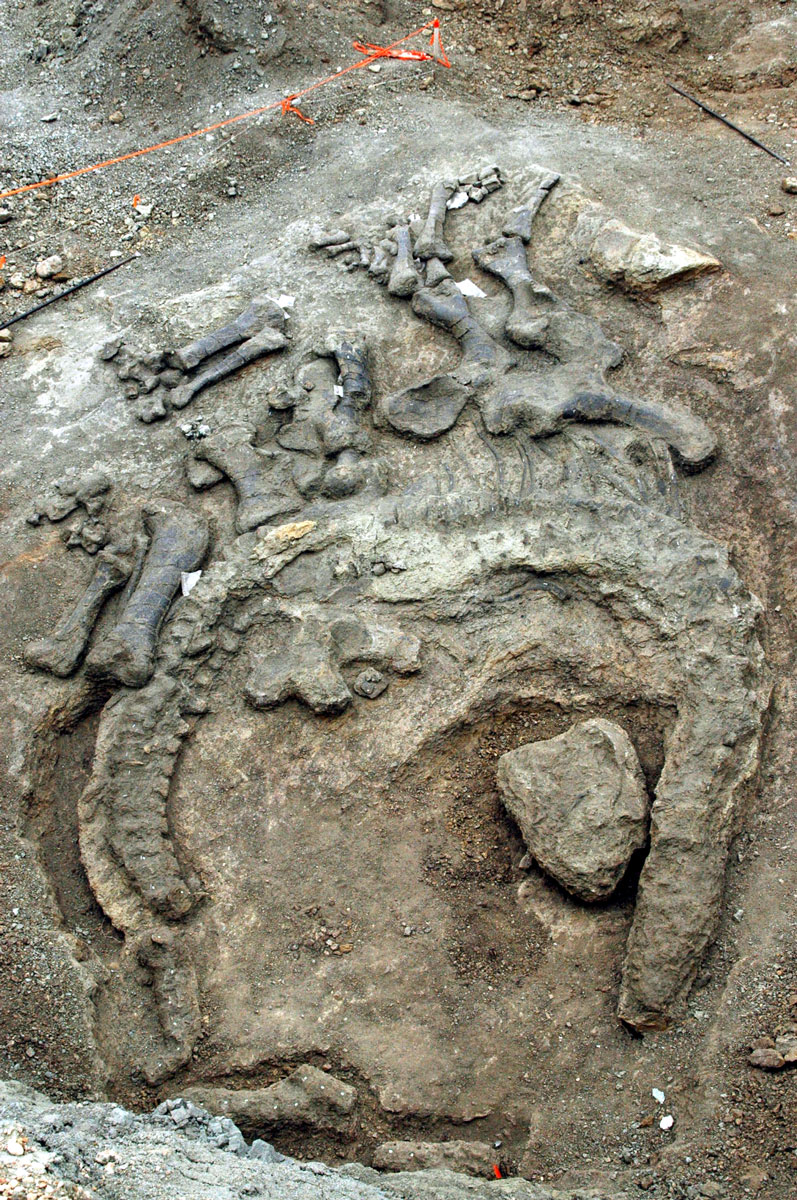  Camarasaurus in-ground
