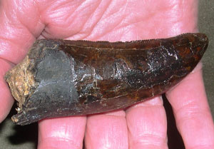 Torvosaurus tooth 3.38 inches long