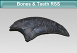 Bones & Teeth RSS